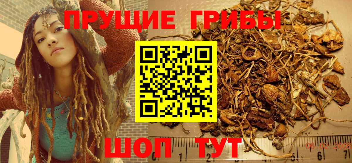 Галлюциногенные грибы Psilocybe Красноармейск